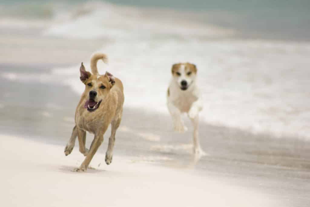 Perros en la playa