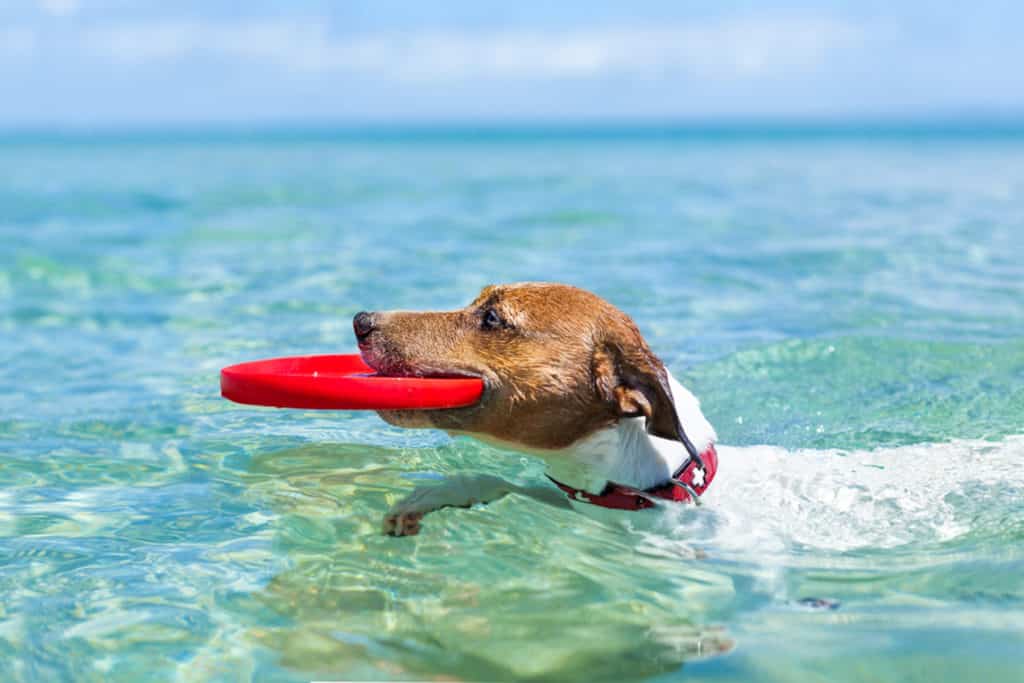 Perros en la playa