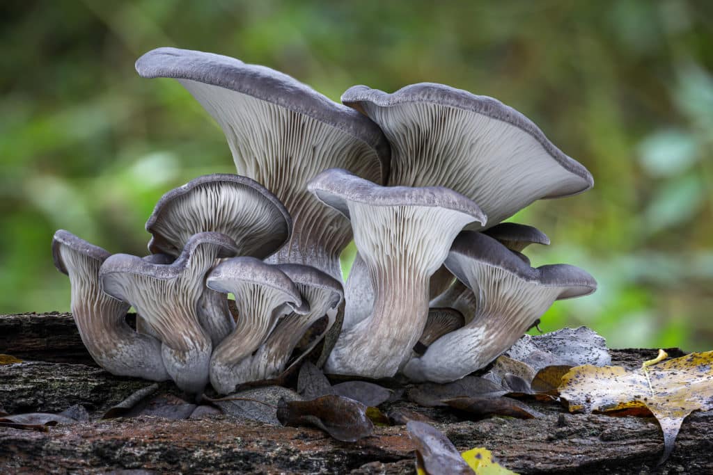 Pleurotus ostreatus