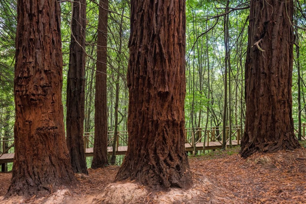 Bosque de Secuoyas en España: Cabezón de la Sal