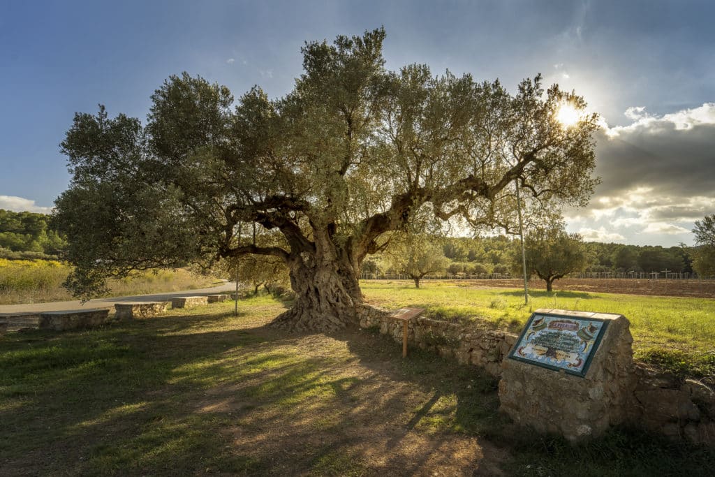 Sierra de Calderona