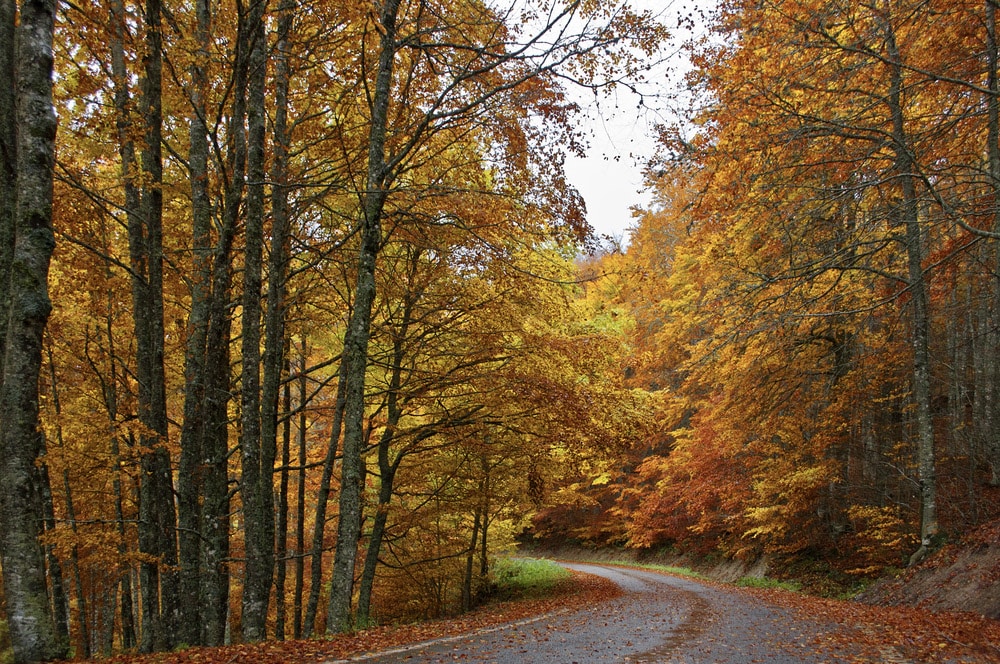 Rutas por la Selva de Irati