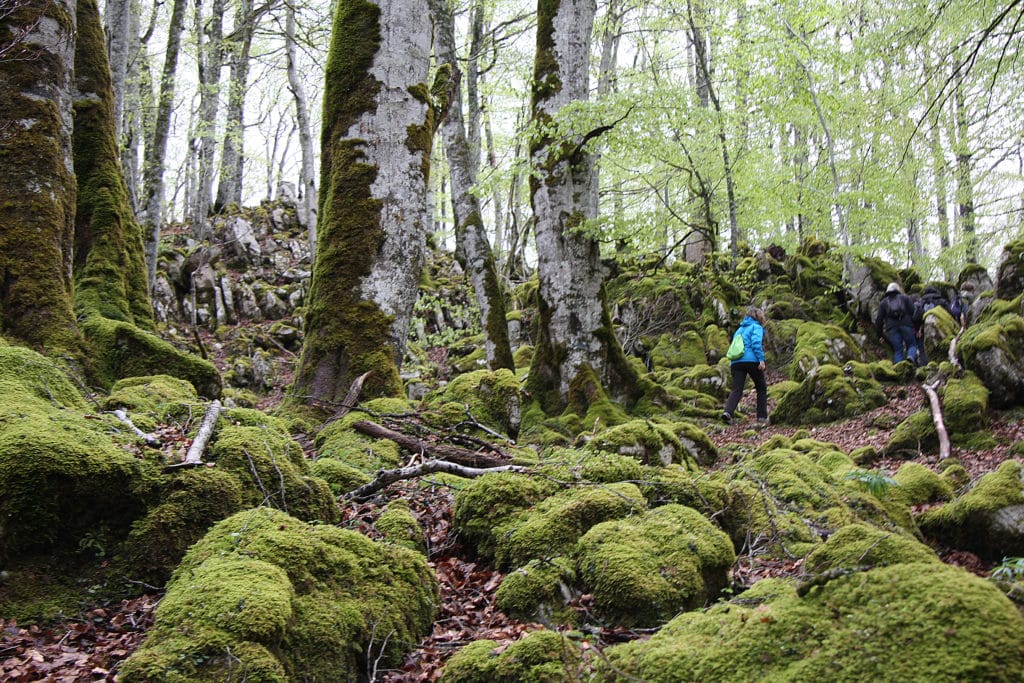 Selva de Irati, Navarra