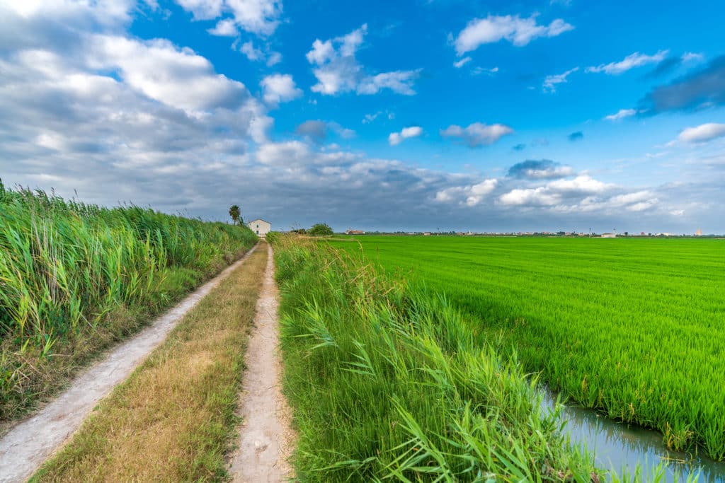 Arrozales de L´Albufera, de donde viene el arroz de la paella valenciana