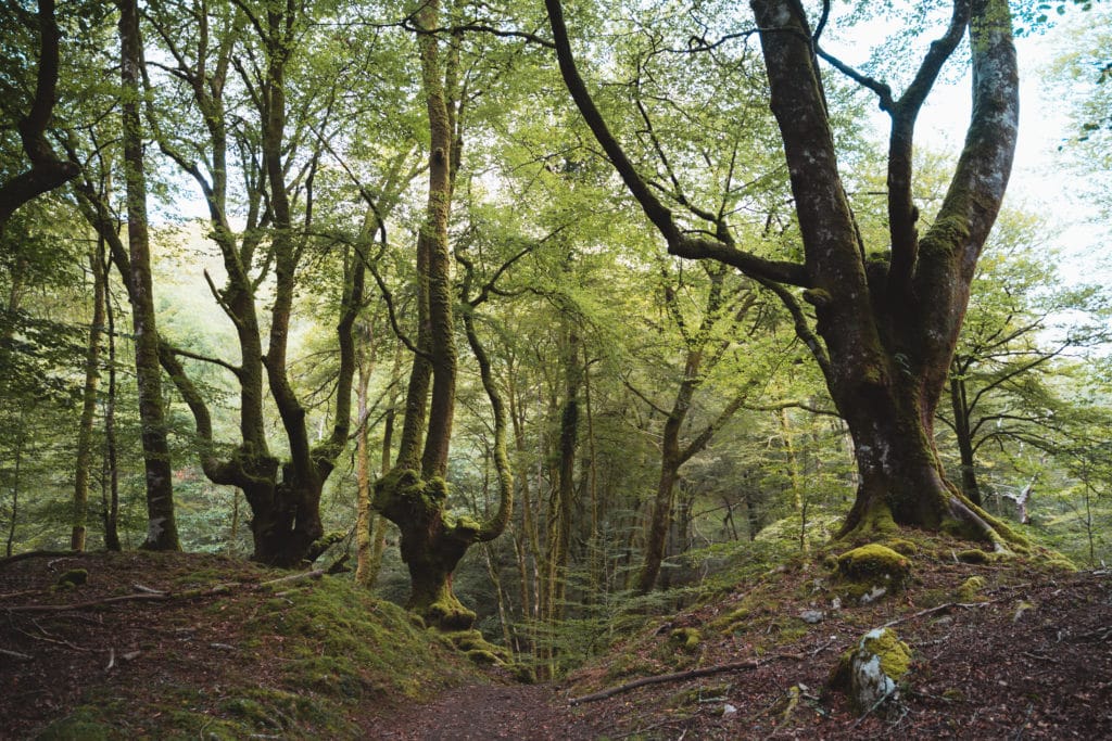 Bosque en Artikutza