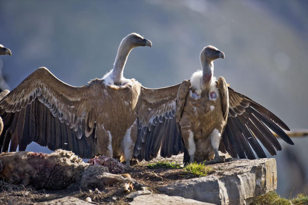 Buitre leonado (Gyps fulvus)