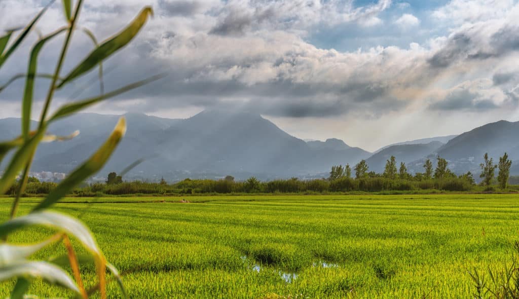 Campos de arroz de Pego - Oliva