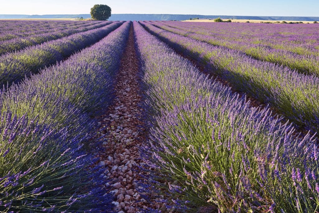 Campos de Lavanda El Romeral