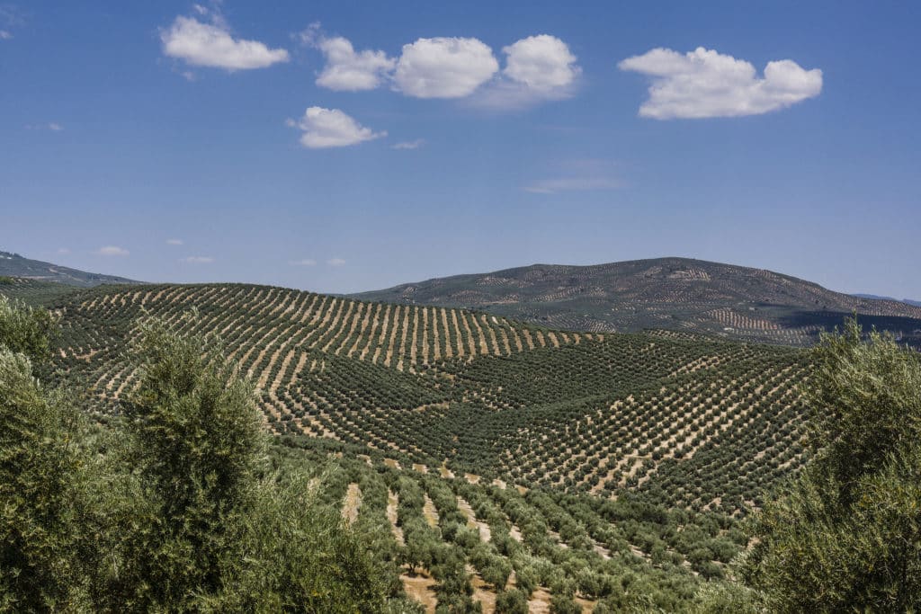 cerros de Úbeda