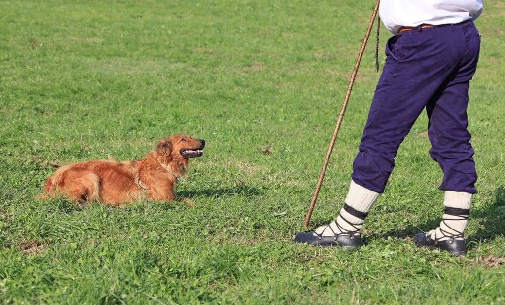 Concursos de perros pastores