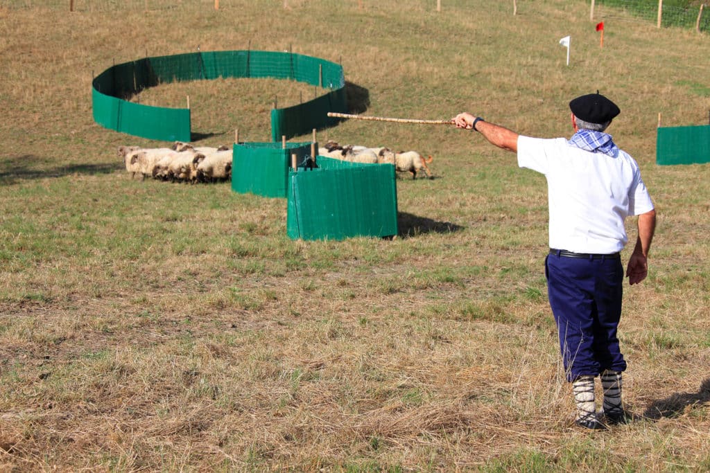 concursos de perros pastores en País Vasco