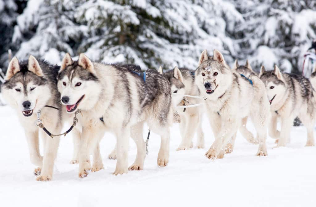 mushing