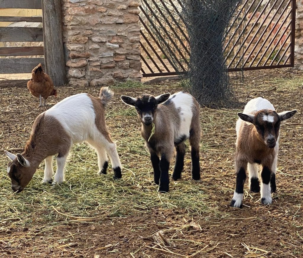 Mediterránea Rural