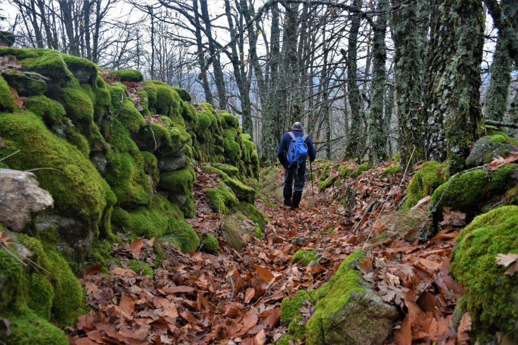 Castañar en Hervás