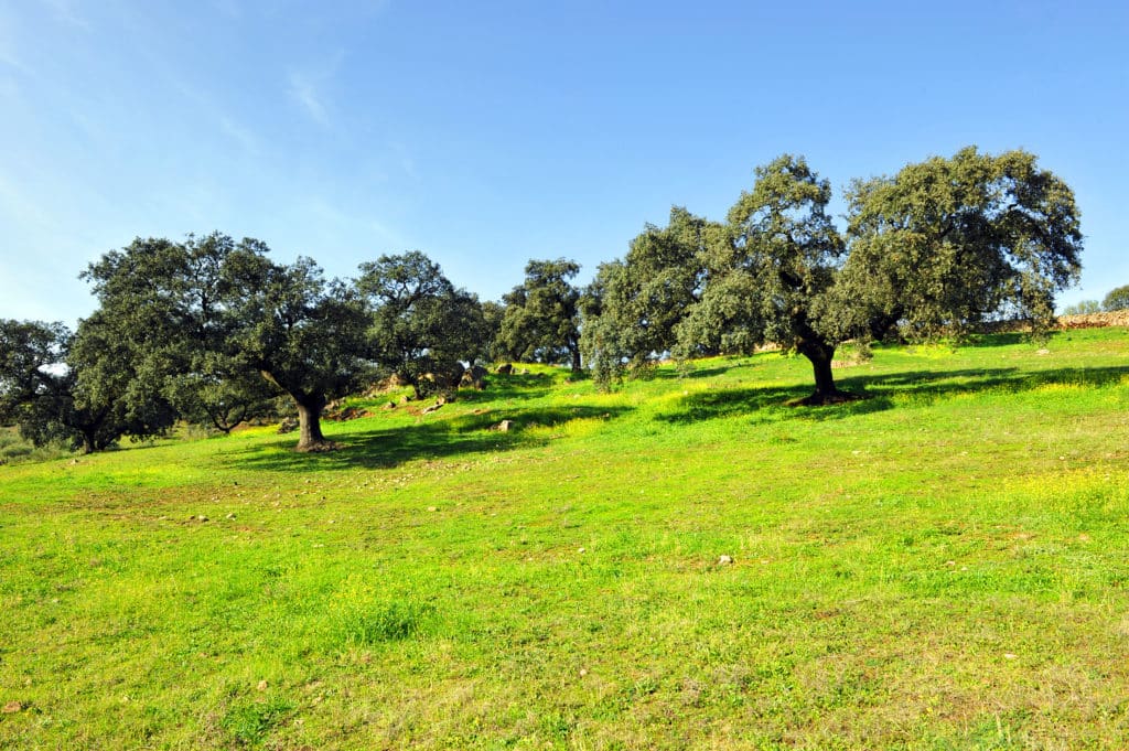 Sierra Norte of Seville, cerca de Constantina, Cazalla de la Sierra y El Pedroso, Andalusia. Rutas de senderismo en Sevilla