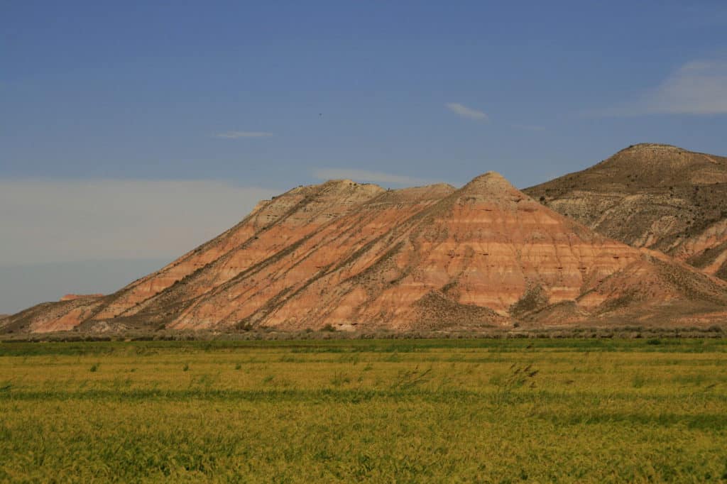 Arrozales en las Bardenas