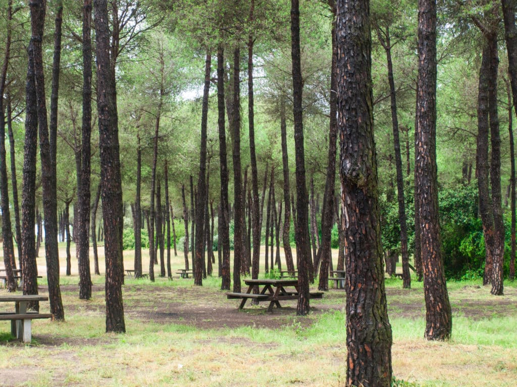 Merendero en Pinares de Aznalcázar / Picnic in Pinares de Aznalcázar. Sevilla