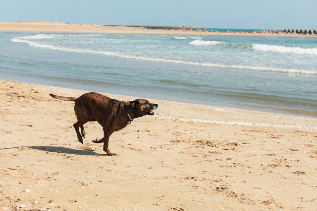 Perros en la playa