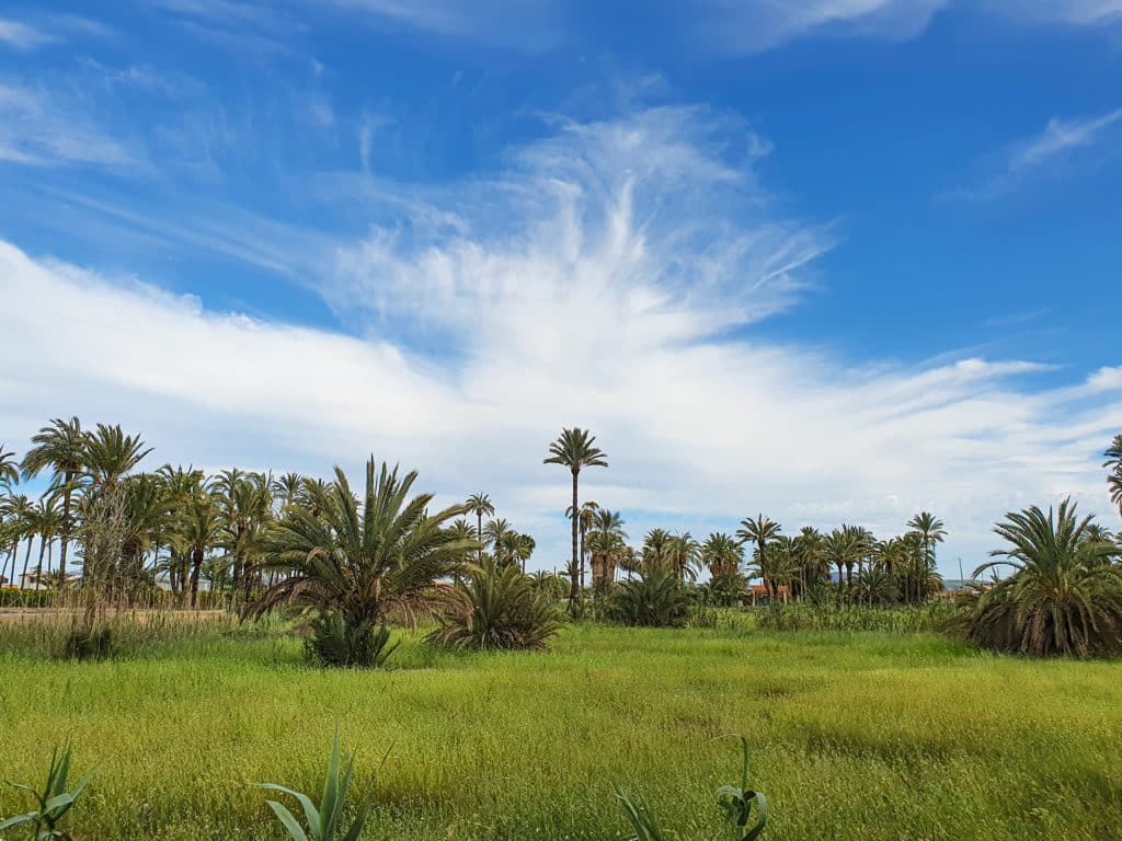 Palmeral de Orihuela