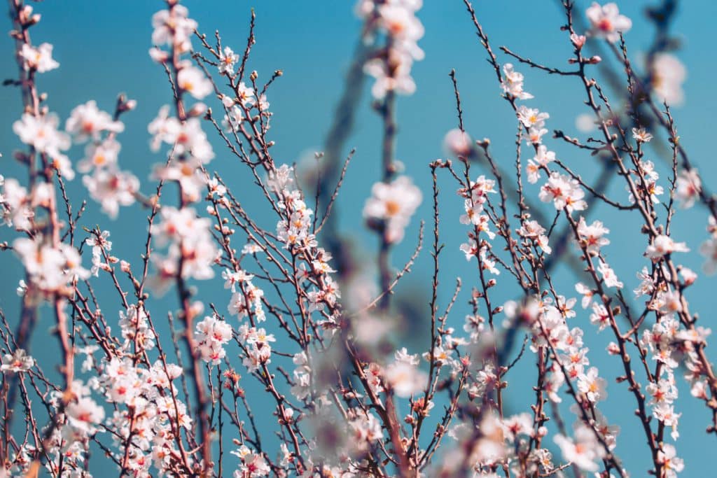 Almendros en flor