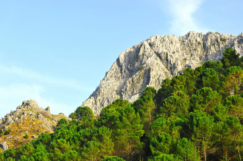 Pinsapar en la sierra de Grazalema. Por joserpizarro.