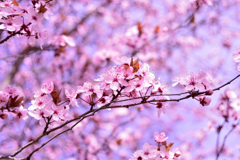 Flores de almendro