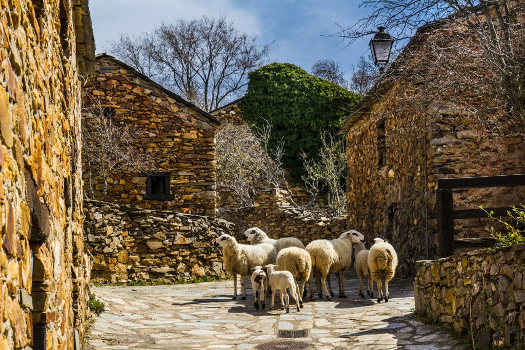 Rebaño de ovejas