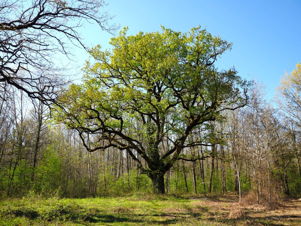 Roble milenario de Etxarri Aranatz