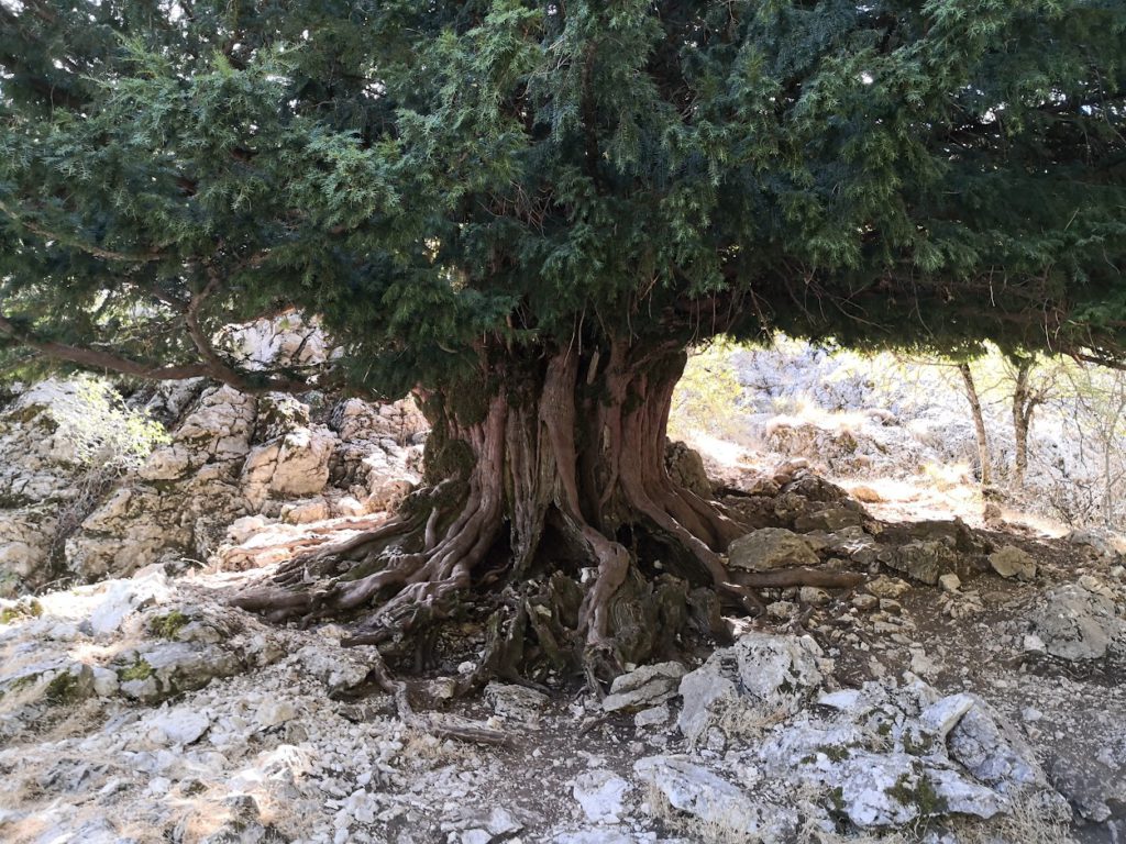 Tejo sierra de Cazorla