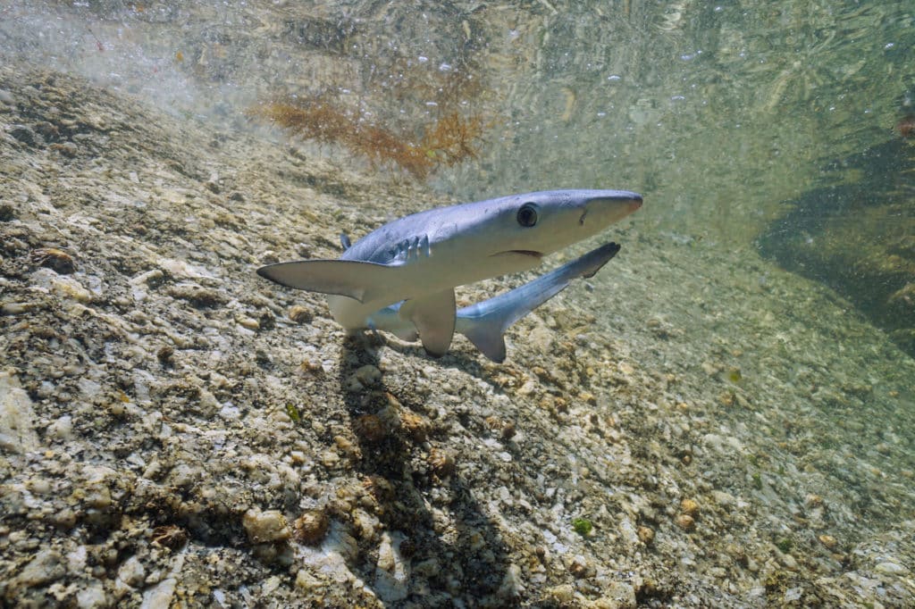 Tiburón pequeño en las costas españolas