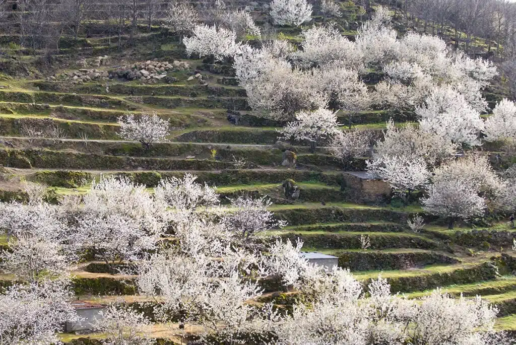 Cerezos en flor en el Valle del Jerte