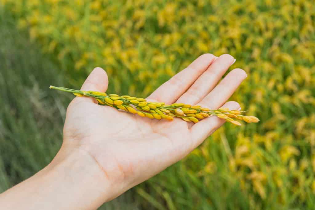 View of a woman's hand holding rice plant in Delta del Ebro, Tarragona, Catalonia