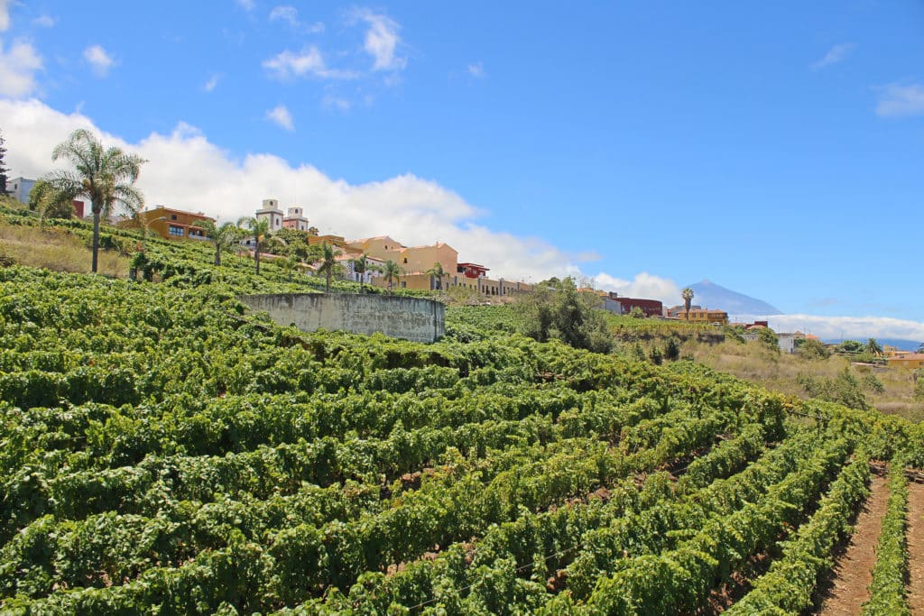 La Matanza de Acentejo, Tenerife