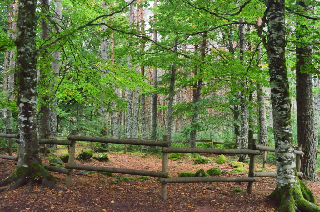 Yacimiento arqueológico llamado corona de los muertos en el bosque en plena Selva de Oza, en el Pirineo Aragonés, Huesca.