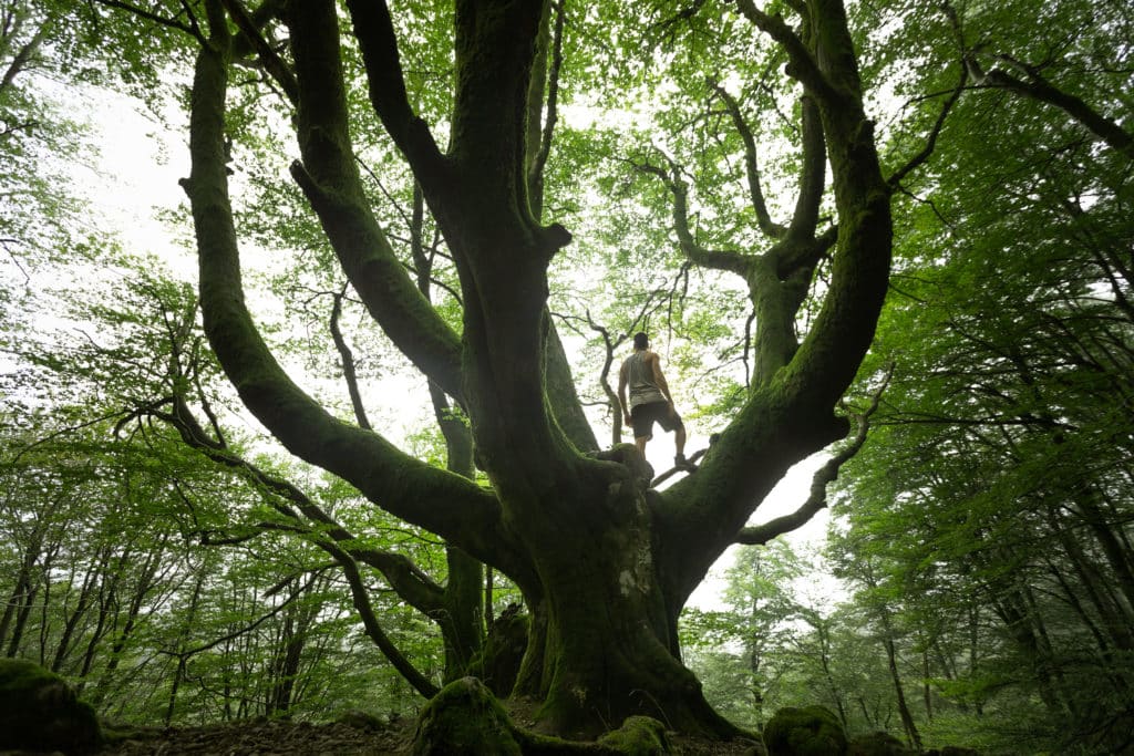 Bosque de Artikutza