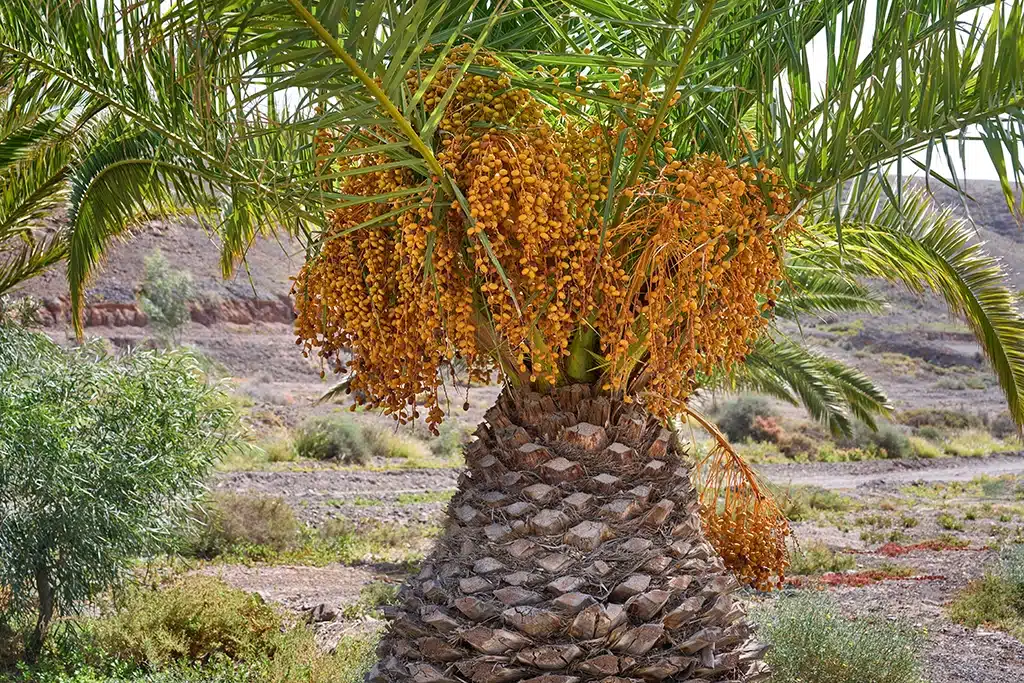 Remedios tradicionales antitusivos: palmera.