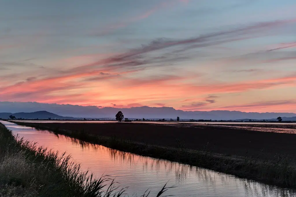 Arrozales del Delta del Ebro