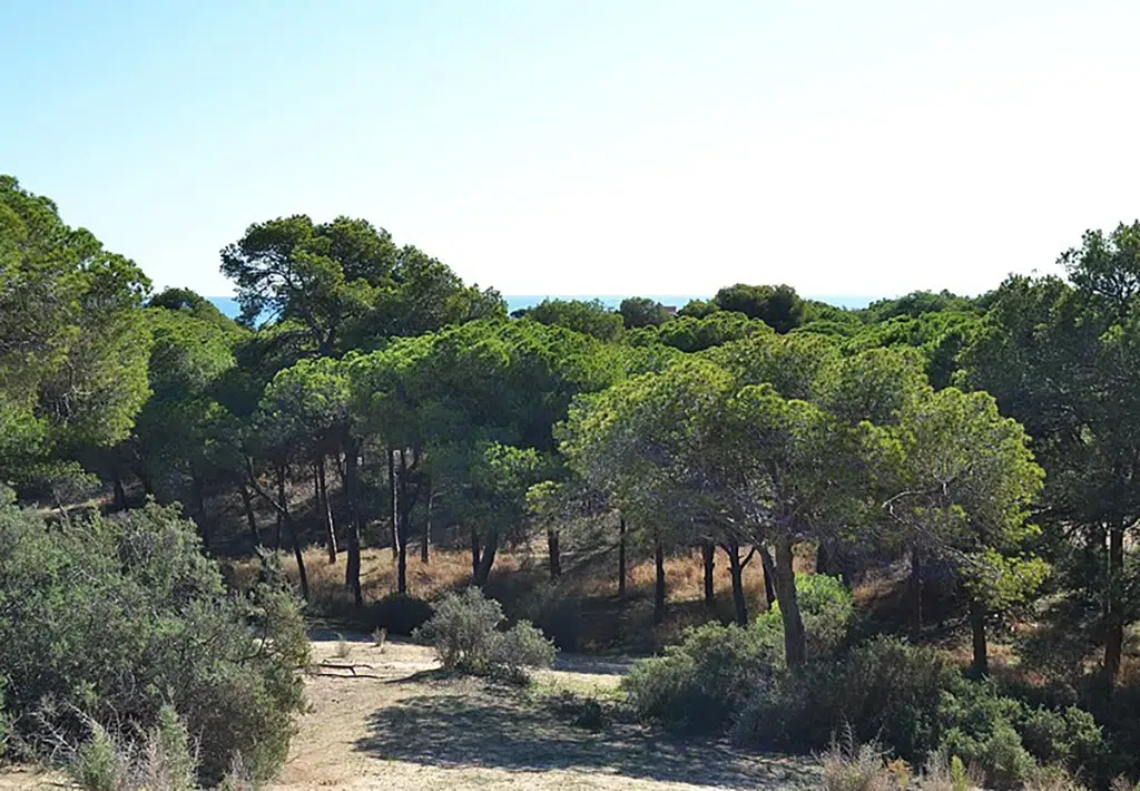 Pinada de Guardamar del Segura (Alicante)