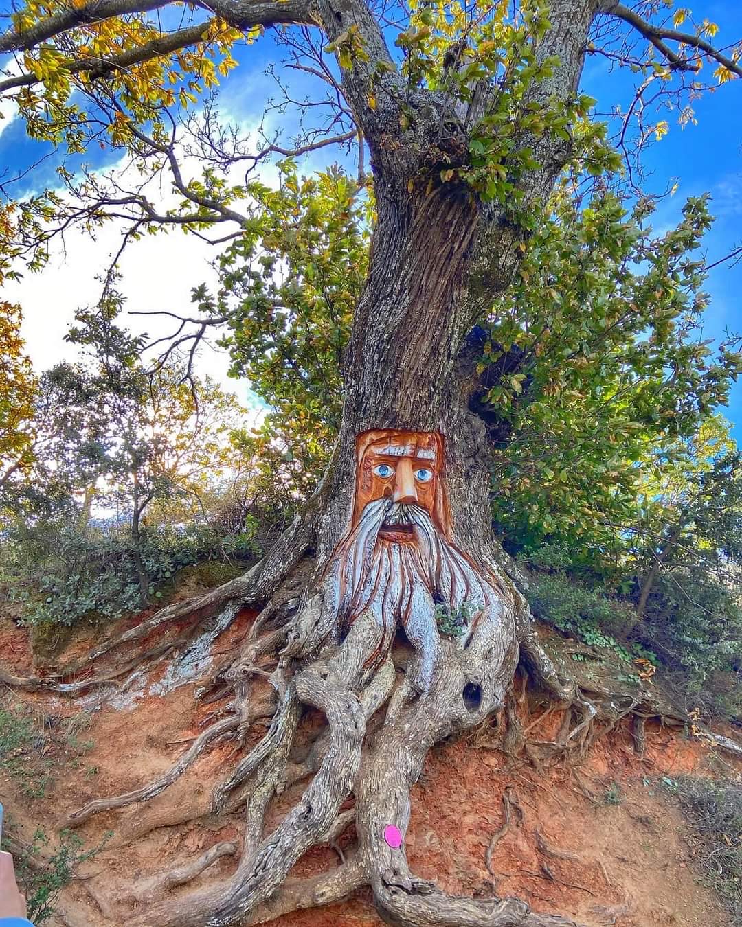 El Bosque Encantado de Parauta