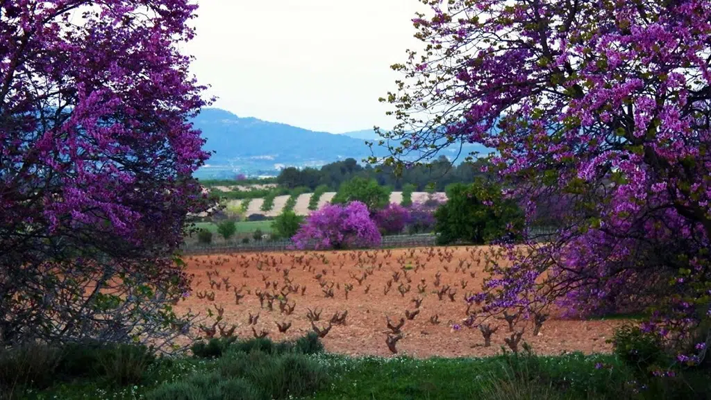 El Paseo de los Árboles del Amor, en Bullas (Murcia), perfecto para una escapada romántica, sobre todo en primavera.