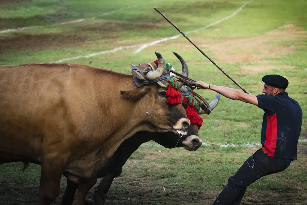 Arrastre. Por Joaquín Gómez Sastre.