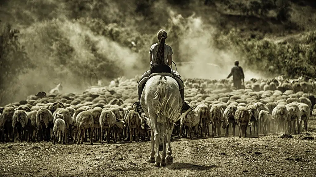 Trashumancia. Relevo Generacional. Por José Luis Olivares Carrillo.