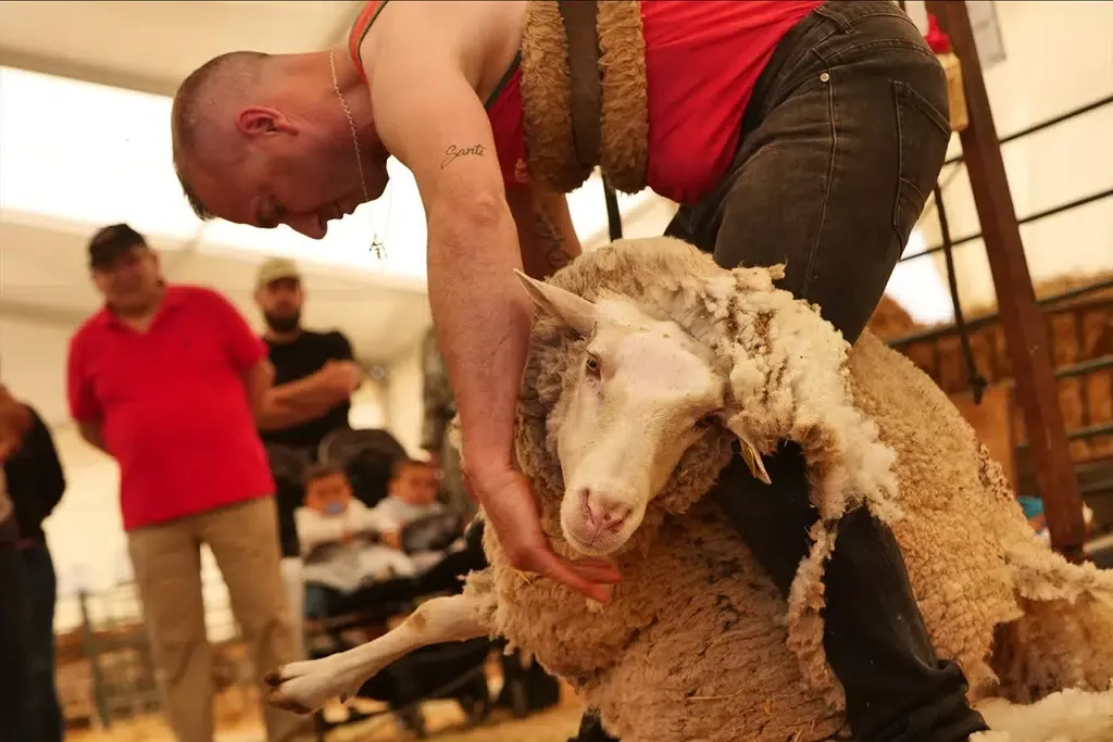 Demostración de esquilado durante la X edición de la Feria del Pastoreo en Villaralto (Córdoba). Por Ayuntamiento de Villaralto