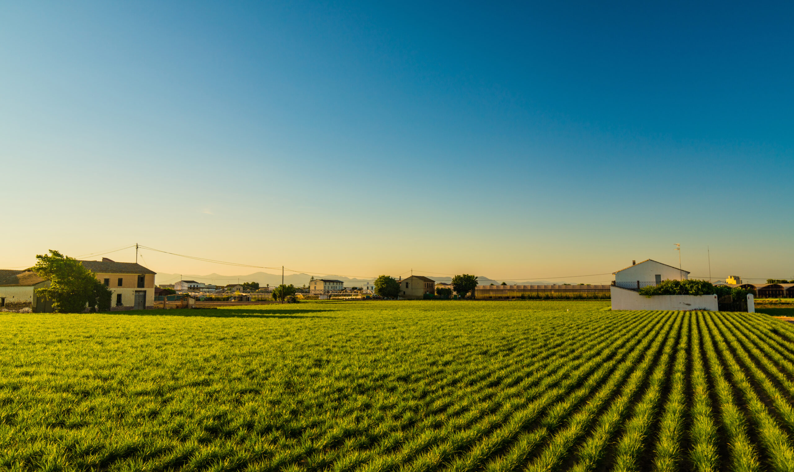 Campos de cultivo en la Huerta de Valencia | Por Vitaly