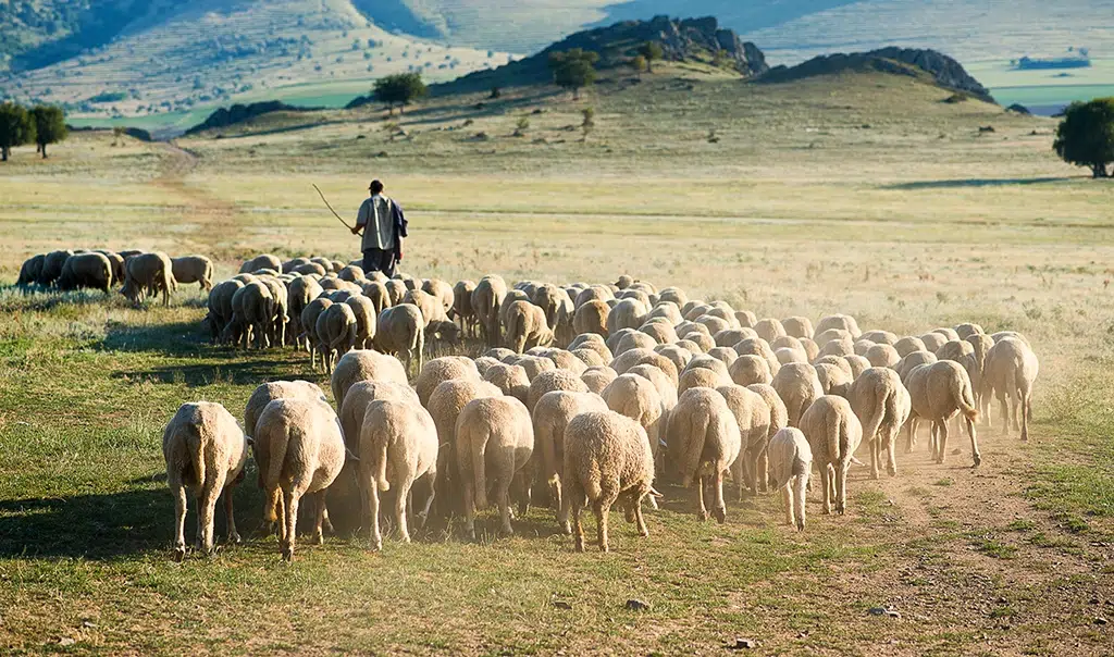 Un pastor con sus ovejas. Por Tutye