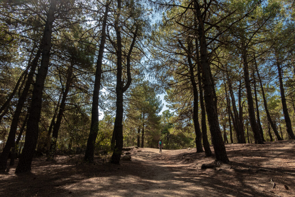 Zona arbolada en La Jarosa. Por Miguel Tamayo.