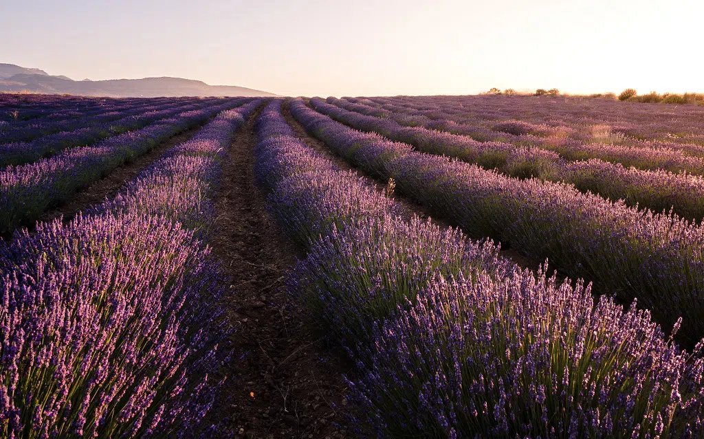 Campos de lavanda en Moratalla