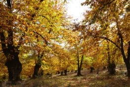 Planes para una escapada rural en otoño en Andalucía