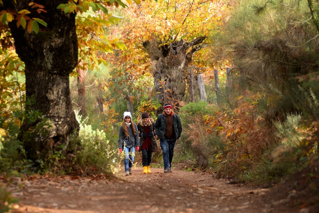 Bosques de Andalucía en otoño. Sierra de Aracena