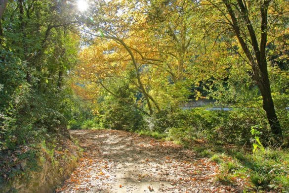 Bosque de Collserola, Barcelona